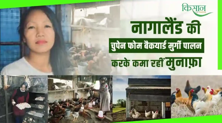 Poultry Farming : बैकयार्ड मुर्गी पालन कर नागालैंड की चुपेन फोम ने कमाए इतने रुपये, बनीं महिलाओं की प्रेरणास्त्रोत