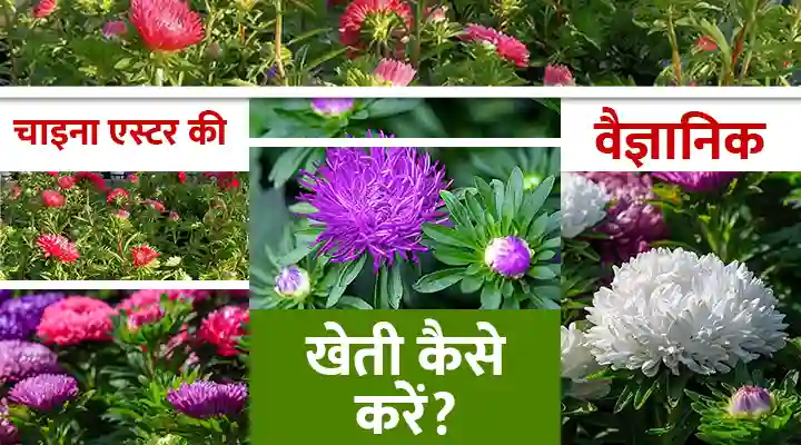 चाइना एस्टर की वैज्ञानिक खेती: फूलों का बिज़नेस करें स्मार्ट तरीके से, पाएं कम लागत में ज़्यादा मुनाफ़ा
