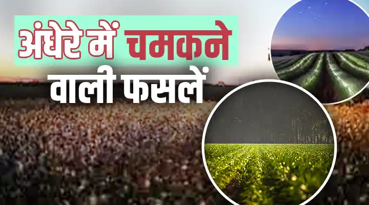 Night Farming: टेक्नोलॉजी ने अंधेरे में चमकने वाली फसलें बनाई,किसानों के लिए नाइट फॉर्मिंग हुई आसान
