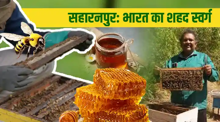 Saharanpur, The Honey Hub Of India: जहां हर बूंद में है शुद्धता,और हर शहद में है देश की पहचान