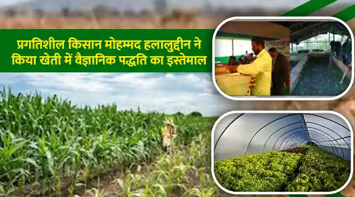 Scientific Technique In Farming: खेती में किया वैज्ञानिक पद्धति का इस्तेमाल, ज़ीरो से 4 लाख तक पहुंची आमदनी
