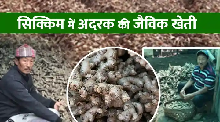 Ginger Cultivation अदरक की खेती
