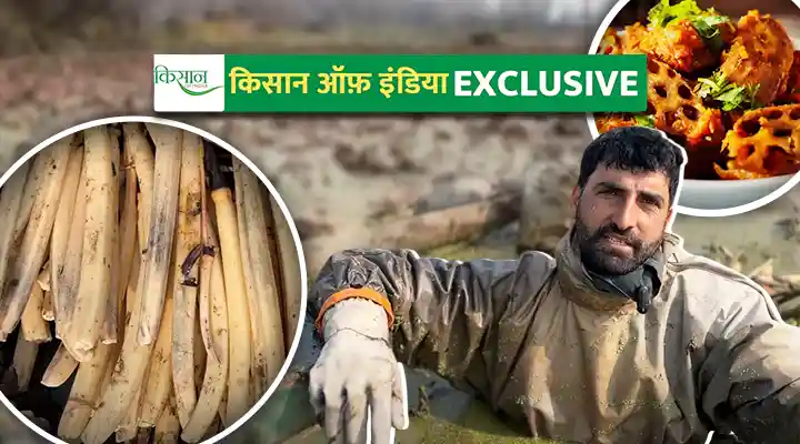 Nadru Ki Kheti नादरू की खेती