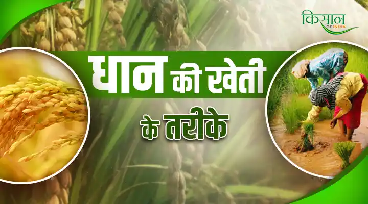 Paddy Cultivation Methods धान की खेती के तरीके