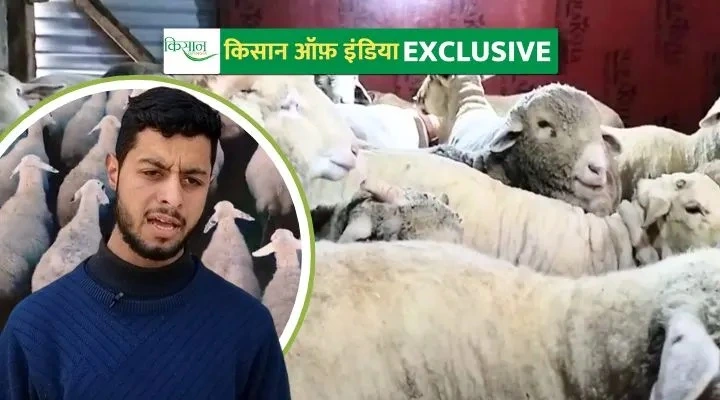 Sheep Farming भेड़ पालन