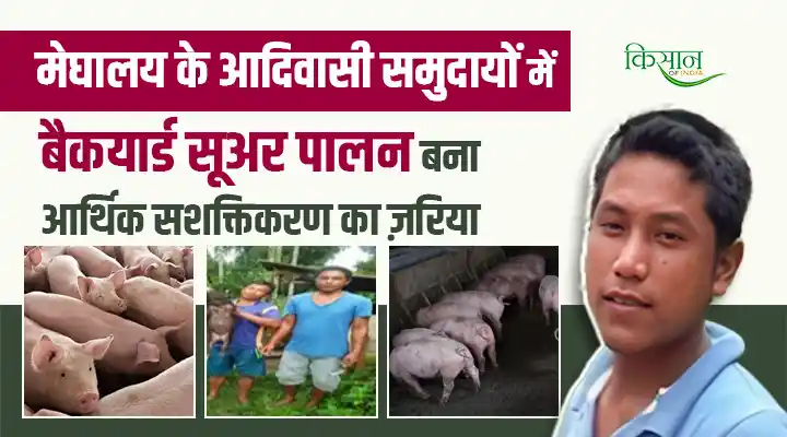 Backyard Pig Farming: मेघालय के आदिवासी समुदाय के लिए आर्थिक मज़बूती का साधन बना बैकयार्ड सूअर पालन