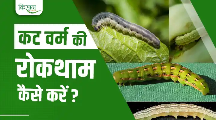 Cutworm management : कटवर्म की रोकथाम कैसे करें? जानिए लक्षण और बचाव के उपाय