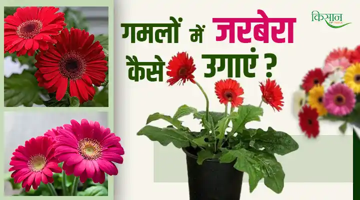 Soil-Free Gerbera Farming at Home: बिना मिट्टी के जरबेरा उगाने की स्मार्ट तकनीक, घर पर आसानी से उगाएं खूबसूरत फूल