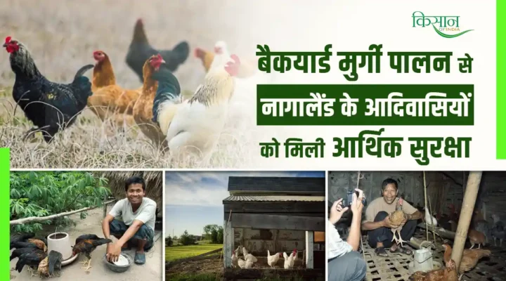 Poultry farming In Nagaland Tribes: नागालैंड में बैकयार्ड मुर्गी पालन से हो रहा आर्थिक सशक्तिकरण