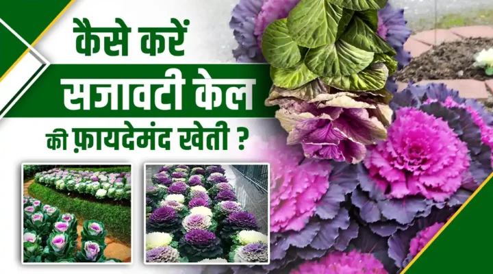 Ornamental Kale Farming: सजावटी केल की खेती करके कम लागत में पाएं ज्यादा मुनाफ़ा