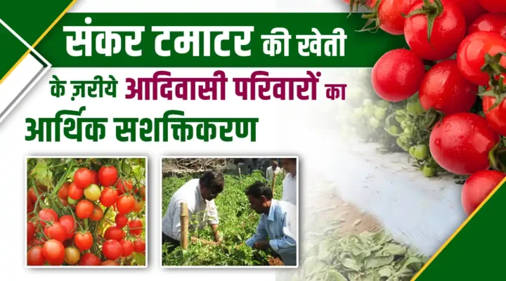 Cultivation Of Hybrid Tomatoes: संकर टमाटर की खेती से आदिवासी परिवारों में हो रहा आर्थिक सशक्तिकरण