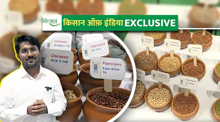 अरहर की नई क़िस्में New varieties of pigeon pea