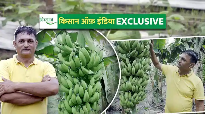 केले के साथ सब्ज़ियों की अंतरफ़सल Intercropping of vegetables with banana