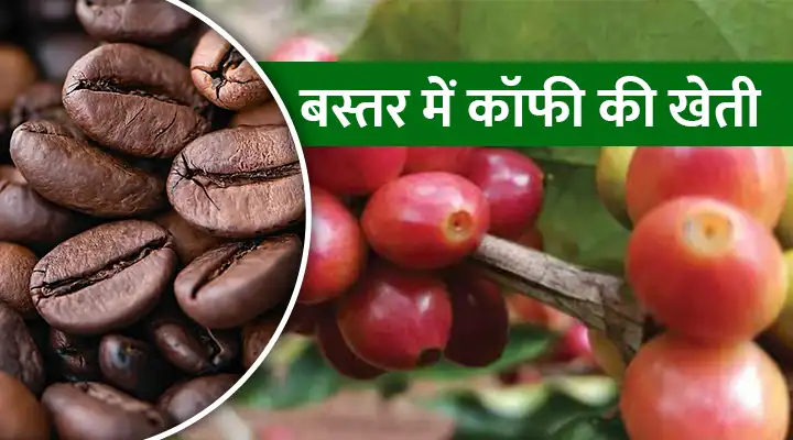 कॉफी की खेती Coffee cultivation
