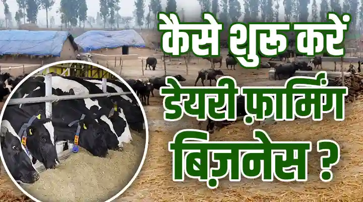 डेयरी फ़ार्मिंग बिज़नेस Dairy Farming Business