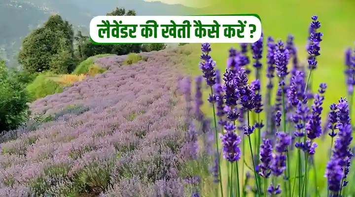 लैवेंडर की खेती cultivation of lavender
