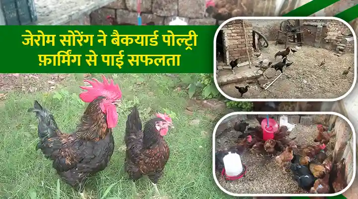 Backyard Poultry Farming बैकयार्ड पोल्ट्री फ़ार्मिंग