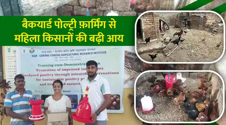 Backyard Poultry Farming बैकयार्ड पोल्ट्री फ़ार्मिंग