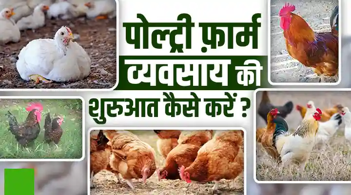 Backyard Poultry Farming बैकयार्ड मुर्गी पालन