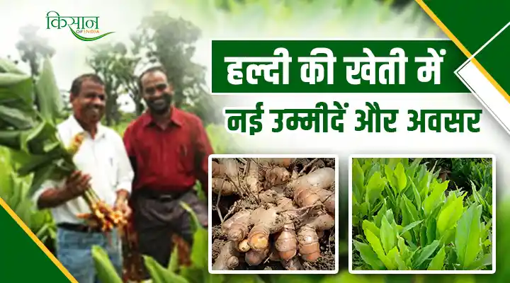 Cultivation of Pratibha Turmeric प्रतिभा हल्दी की खेती