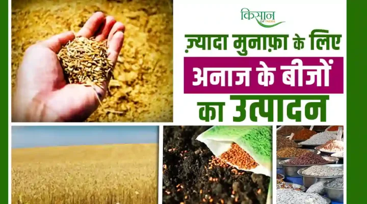 Seed Production: किसान अधिक फ़ायदे के लिए नई तकनीकों से करें अनाज के बीजों का उत्पादन