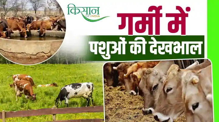 Livestock Care: गर्मी में पशुओं की देखभाल कैसे करें? Dehydration और Heat Stress से बचाव