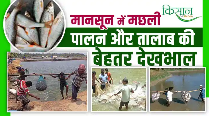 Fish Farming In Monsoon : मानसून में मछली पालन कैसे करें? जानें तालाब की सही देखभाल और तैयारी