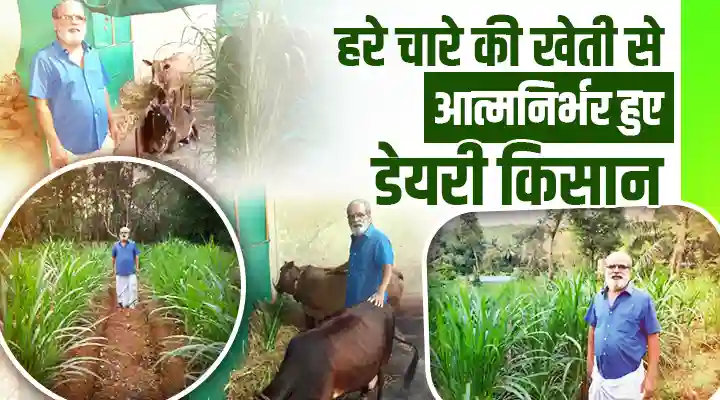 Green Fodder Cultivation हरे चारे की खेती
