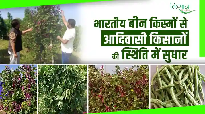 Indian bean new varieties भारतीय बीन की नई क़िस्में
