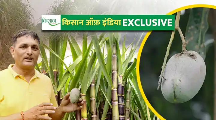 Intercropping with sugarcane गन्ने के साथ इंटरक्रॉपिंग