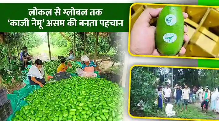 Local To Global 'Kaji Nemu': असम के फल उद्योग में बदलाव की सफल कहानी बंया करता 'काजी नेमू'