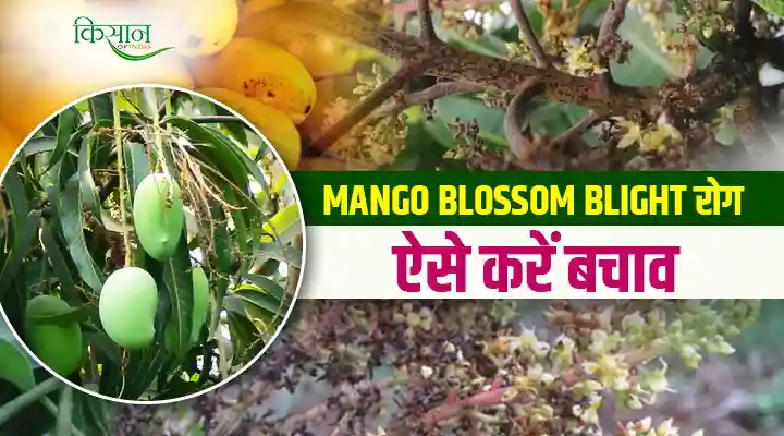 Mango Blossom Blight