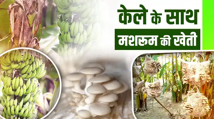 Mushroom Cultivation with Banana केले के साथ मशरूम की खेती