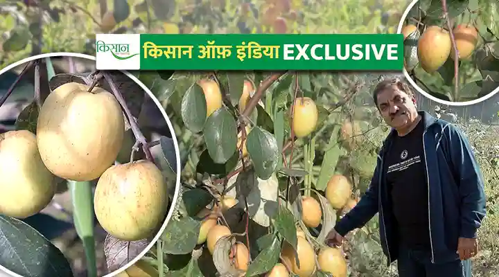 Plum Farming बेर की खेती