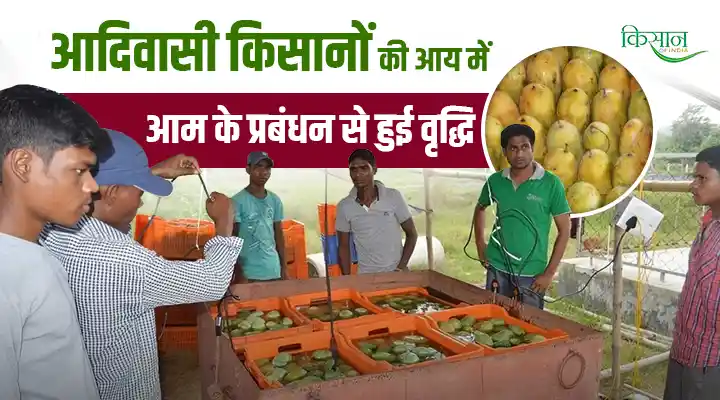 Post-harvest management of mango आम की कटाई के बाद प्रबंधन