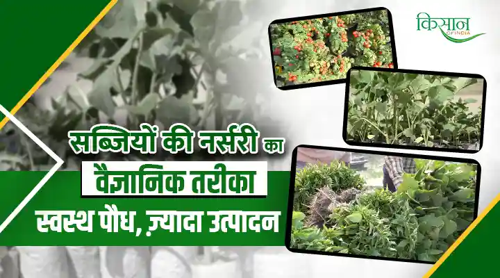 Vegetables Farming