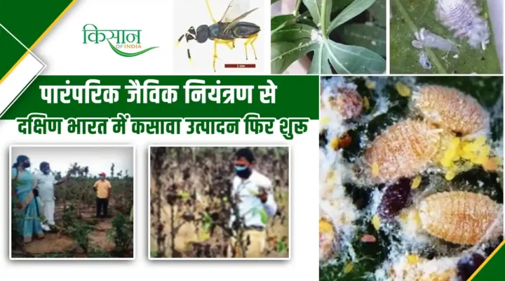 Controlling The Cassava Mealybug: आईसीएआर-एनबीएआईआर के जैविक नियंत्रण से दक्षिण भारत में कसावा उत्पादन बहाल