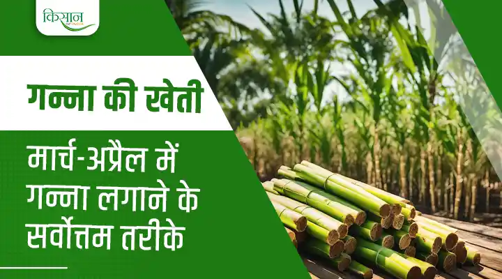 Sugarcane Farming: गन्ने की खेती के जानिए कौन से महीने हैं बेस्ट, जानें गन्ना लगाने के सर्वोत्तम तरीके