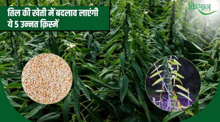 Advanced Varieties in Sesame Cultivation तिल की खेती में उन्नत क़िस्में