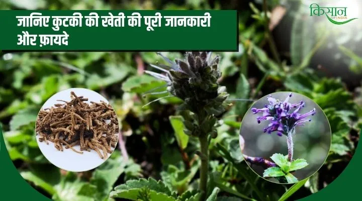 Cultivation of Kutki कुटकी की खेती