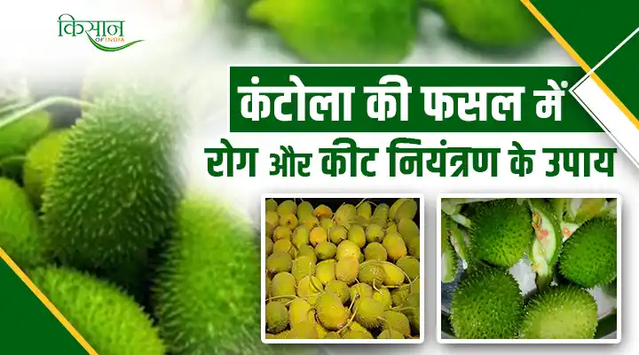 Disease and pest control in Kantola crop: इन तरीकों को अपनाकर करें कंटोला की फसल में रोग और कीट नियंत्रण के उपाय