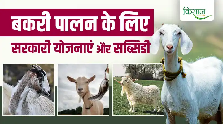 Goat Farming In India: उचित योजना, प्रशिक्षण और सरकारी सहायता से करें बकरी पालन,पाएं अच्छा मुनाफा