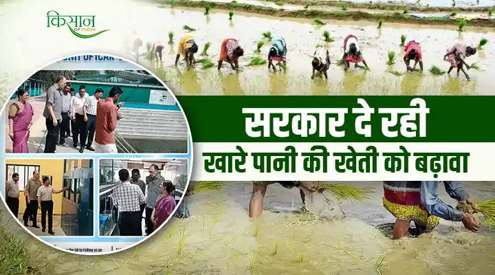 Promotion Of Salt Water Aquaculture: उत्तर भारत में खारे पानी की जलीय कृषि को बढ़ावा, रोज़गार, आजीविका और निर्यात की नई संभावनाएं