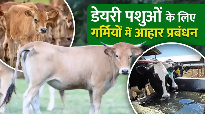 Nutrition Management of Dairy Animals: गर्मी के मौसम में कैसे करें डेयरी पशुओं की देखभाल? संतुलित आहार और जल प्रबंधन के उपाय
