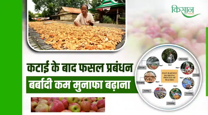 Post Harvest Management: भारतीय कृषि प्रणाली में फ़सल कटाई के बाद बर्बादी कम करना और किसानों का मुनाफा बढ़ाना