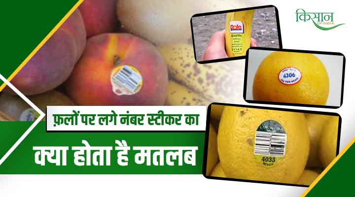 Secret Of The Stickers On Fruits: क्या है फ़लों पर लगे स्टीकर का रहस्य? जानिए इन कोड के बारें में