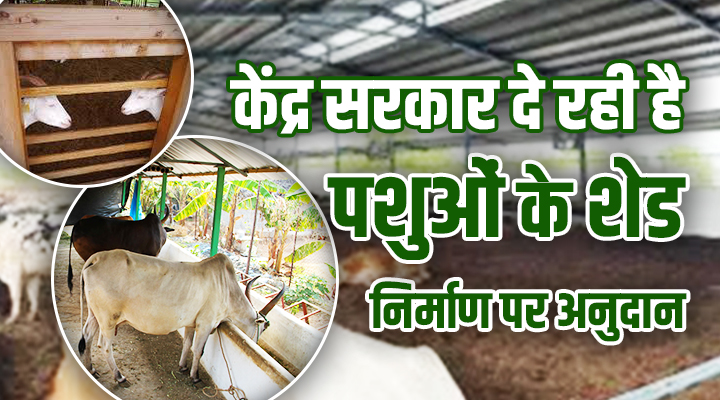 MGNREGA Cattle Shed Scheme: सरकार की मनरेगा पशु शेड योजना पशुपालकों के लिए तोहफा, मिलेगा 1.6 लाख तक का अनुदान