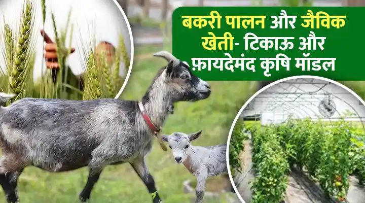 Goat Husbandry And Organic Farming: बकरी पालन और जैविक खेती एक टिकाऊ और फ़ायदेमंद कृषि मॉडल