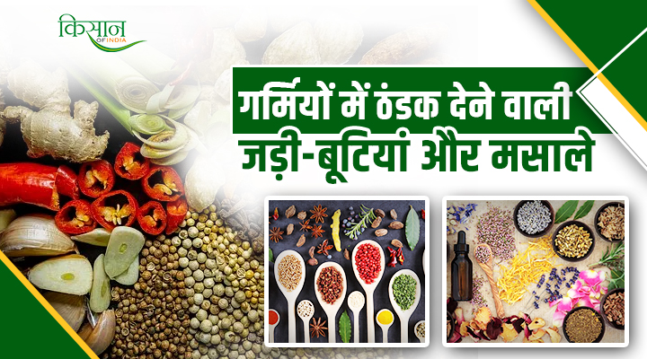 Summer Cooling Herbs and Spices : गर्मी में राहत देने वाली जड़ी-बूटियां और मसाले, जो पहुंचाते हैं शरीर को ठंडक