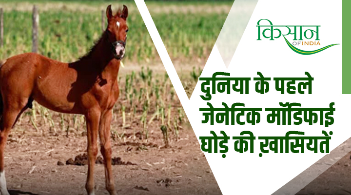 World's First Genetically Modified Horses: दुनिया के पहले जेनेटिकली मॉडिफाइड घोड़े जो पोलो पुरेज़ा को भी पछाड़ सकते हैं